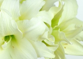 hippeastrum Ice Queen ® (2)